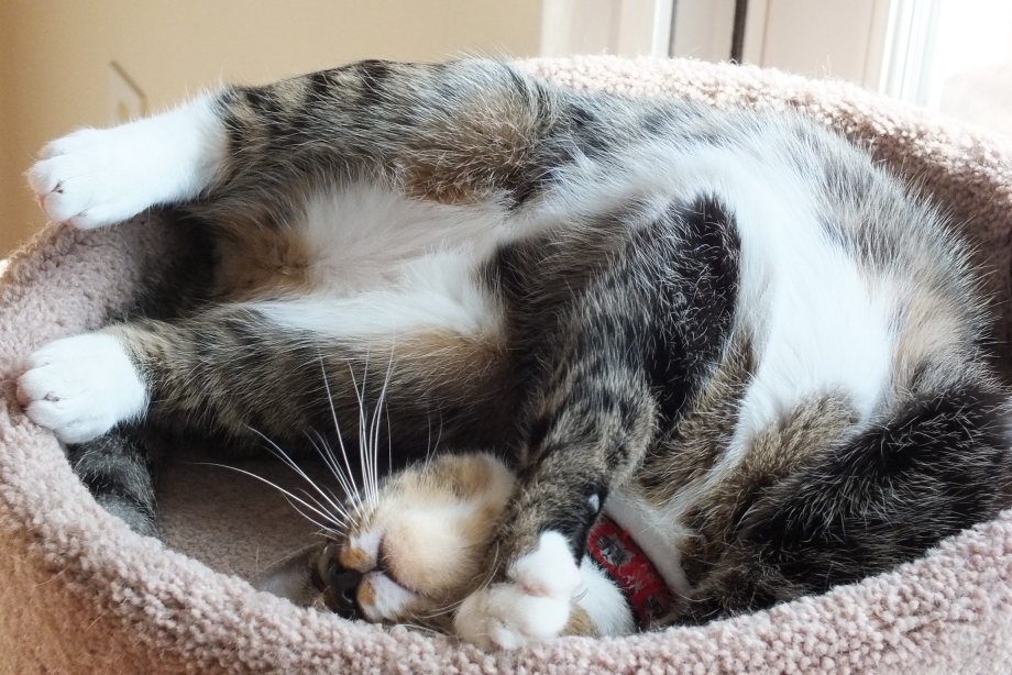 Дом для котика