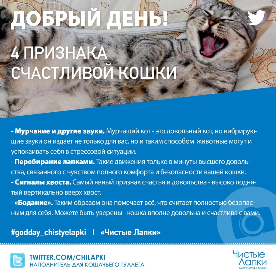 Котенок мурчит