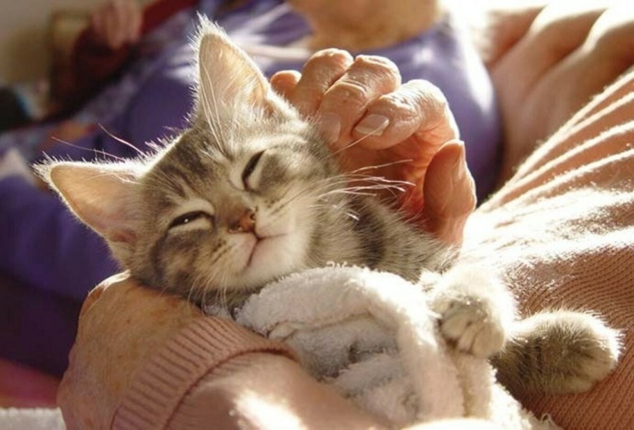 Котик мурчит