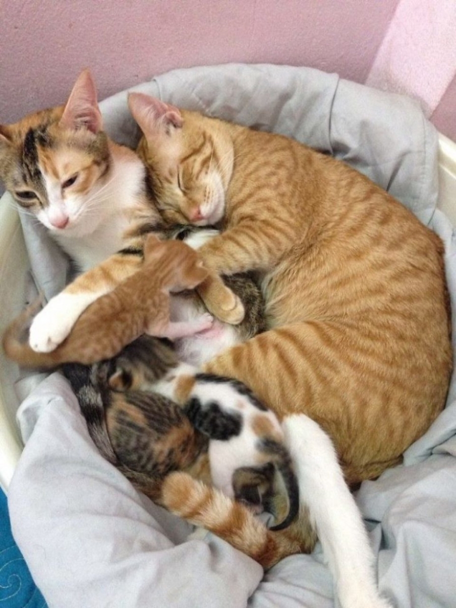 Мама кошка и папа кот