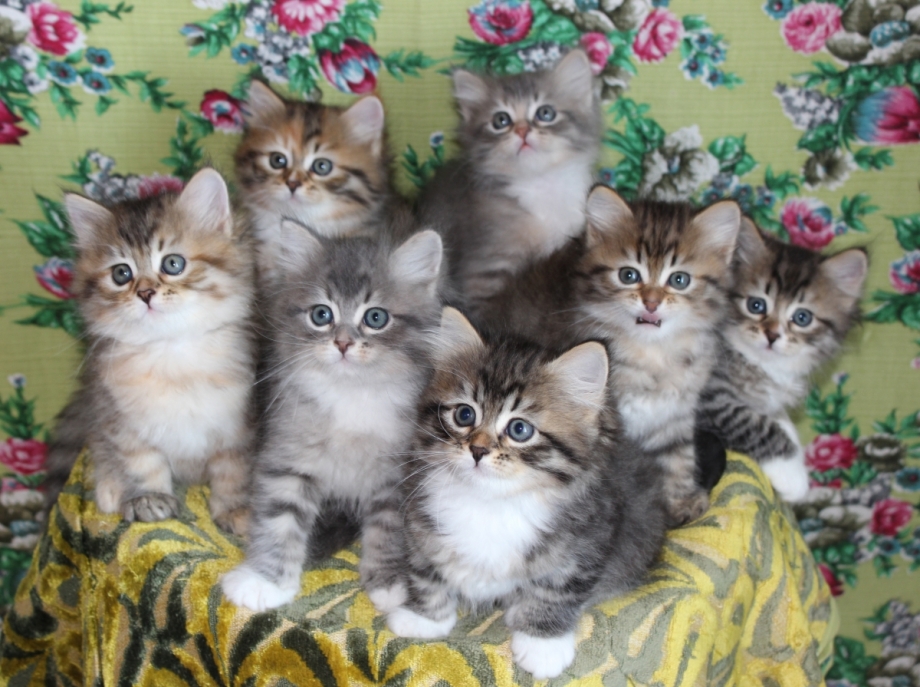 7 Котят