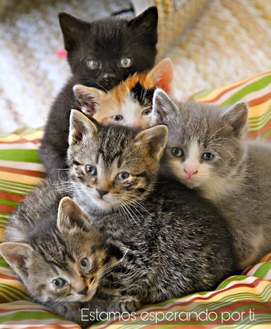 Семья кошек