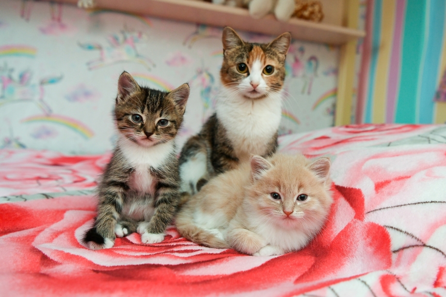 Семья кошек 4 кошки