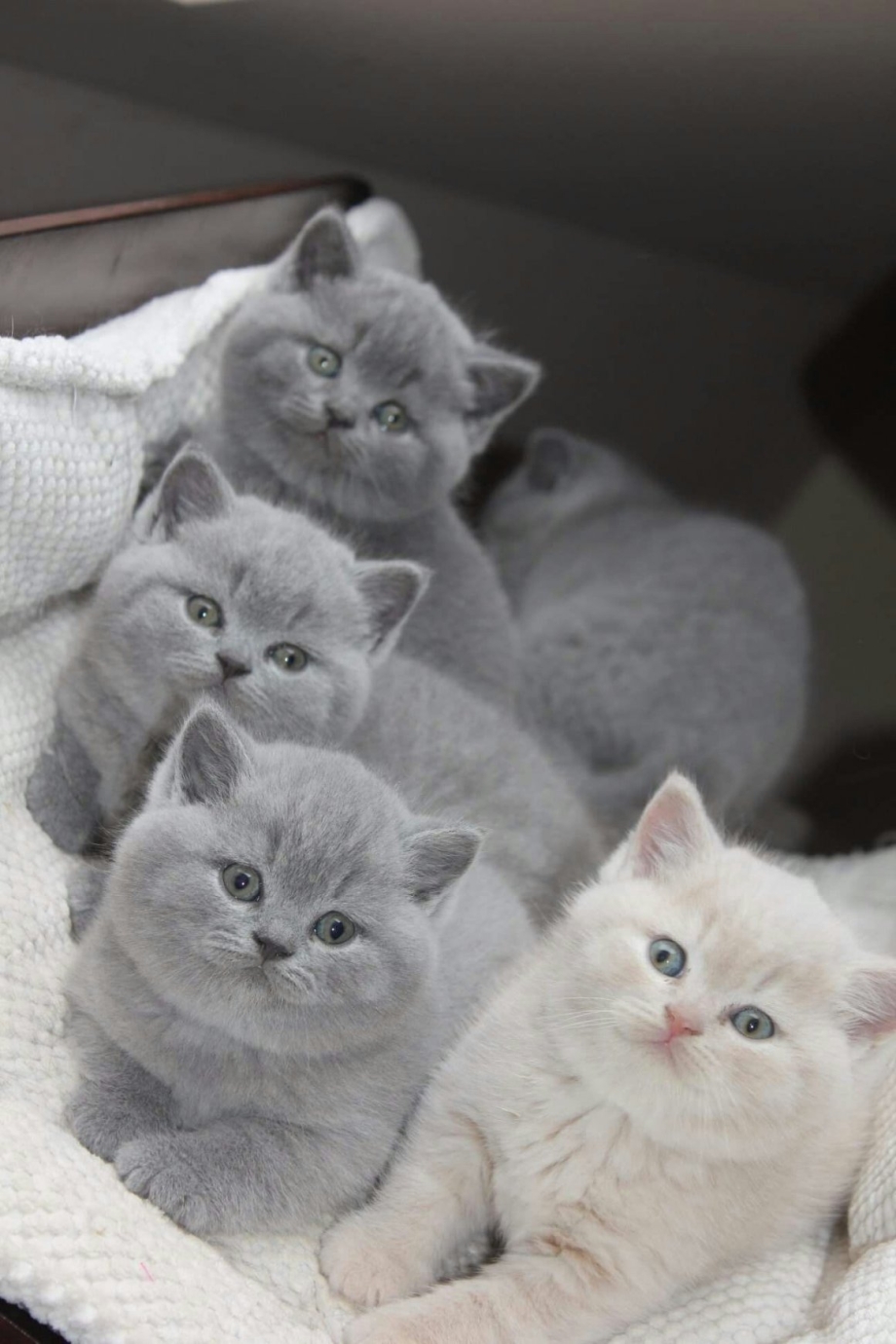 Самые красивые британские котята