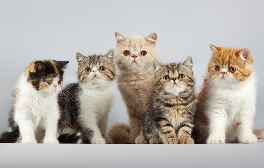 Семья котиков