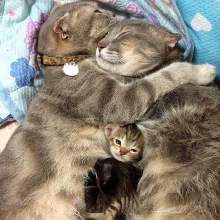 Кошачья семья