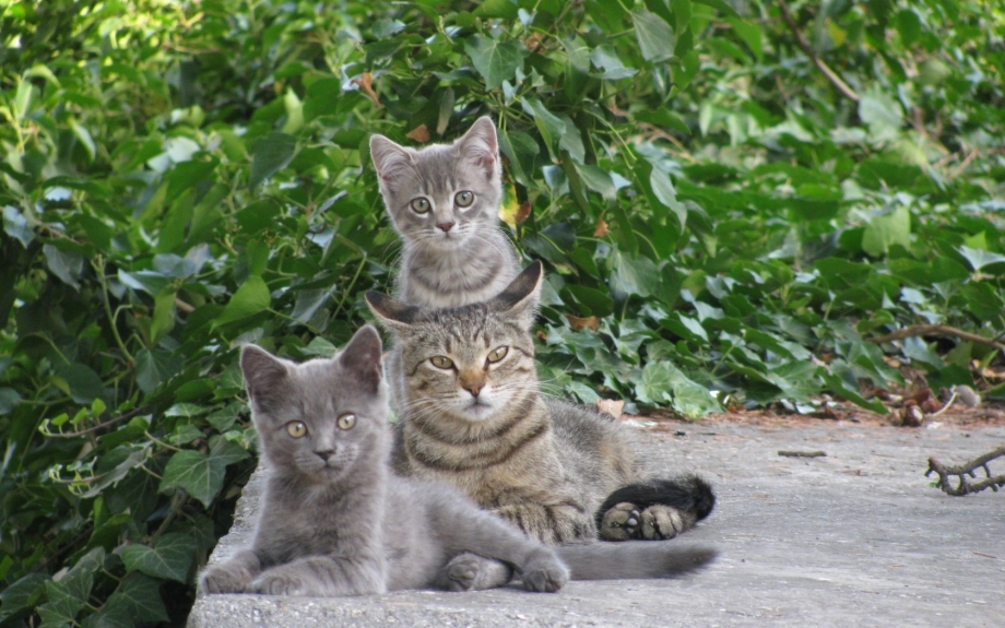 Кошка с котятами
