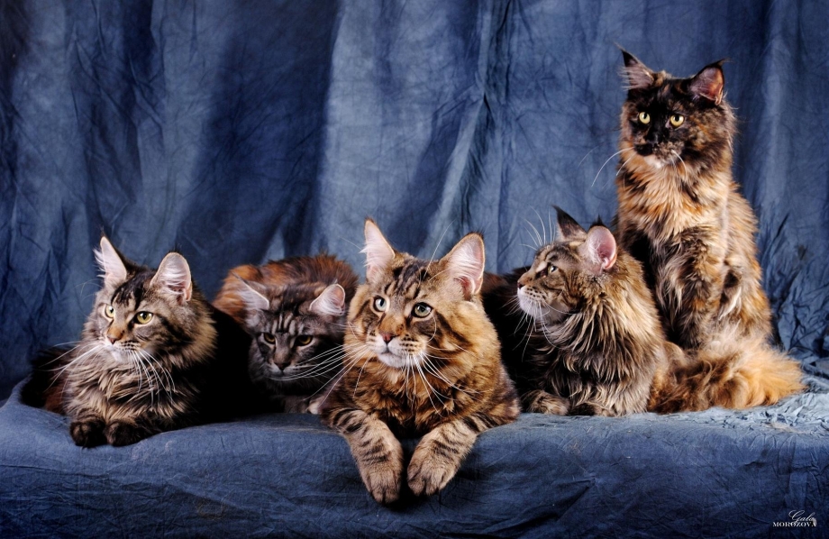 Кошка Мейн кун с котятами