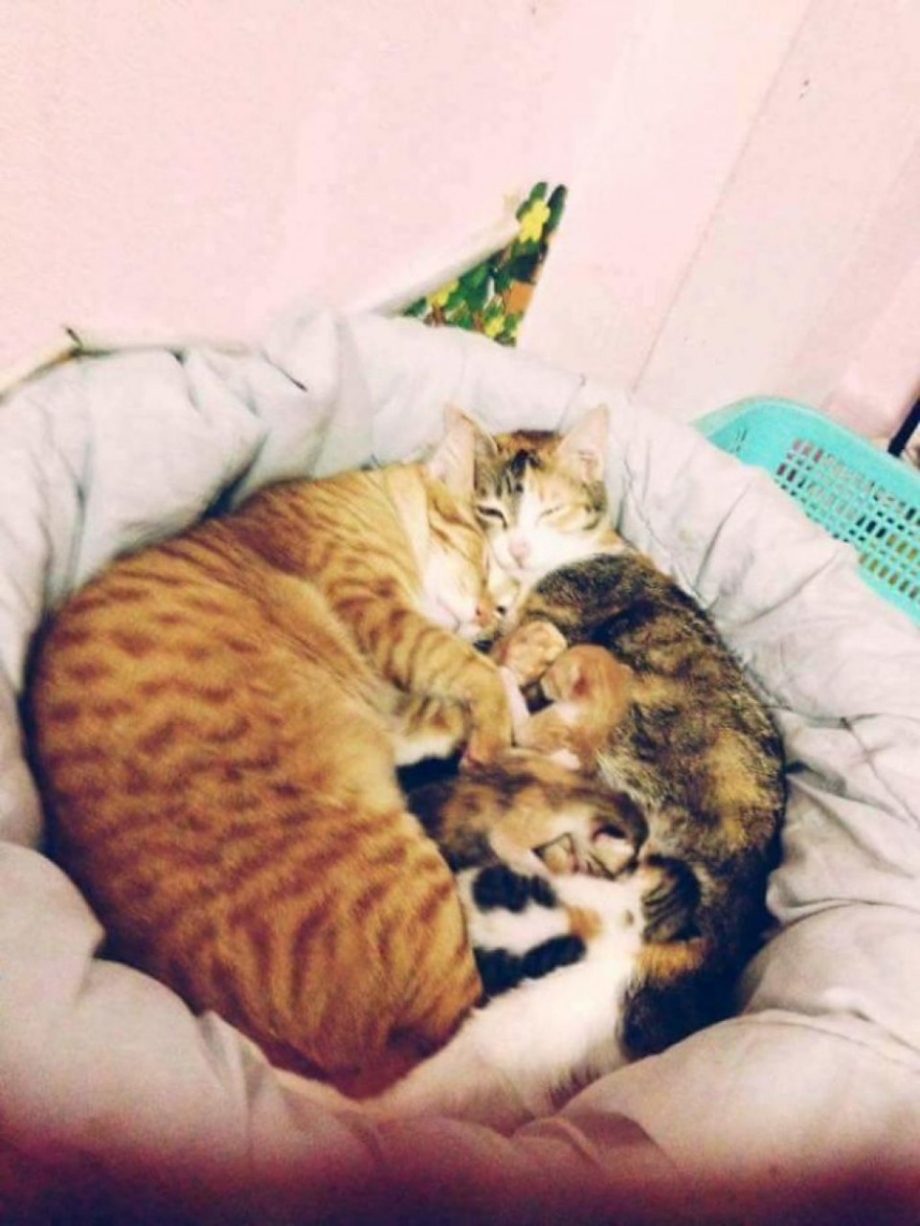 Мама кошка и папа кот и котята
