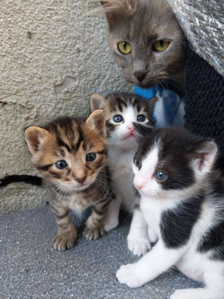 Семья котят