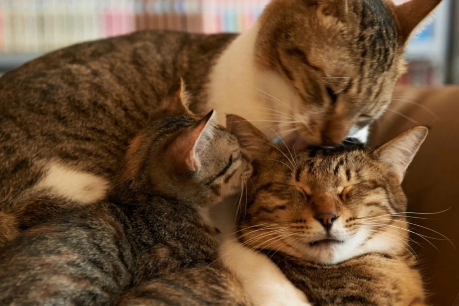 Кошачья семья