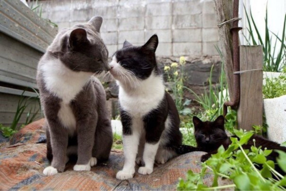 Райский кот