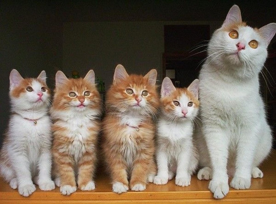 Коты группа