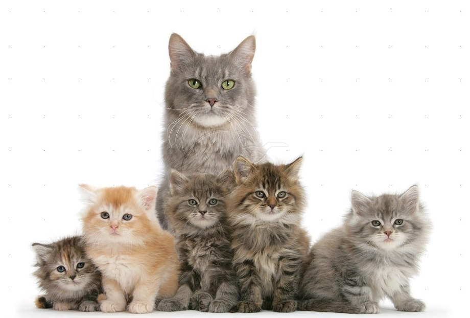 Семья кошек