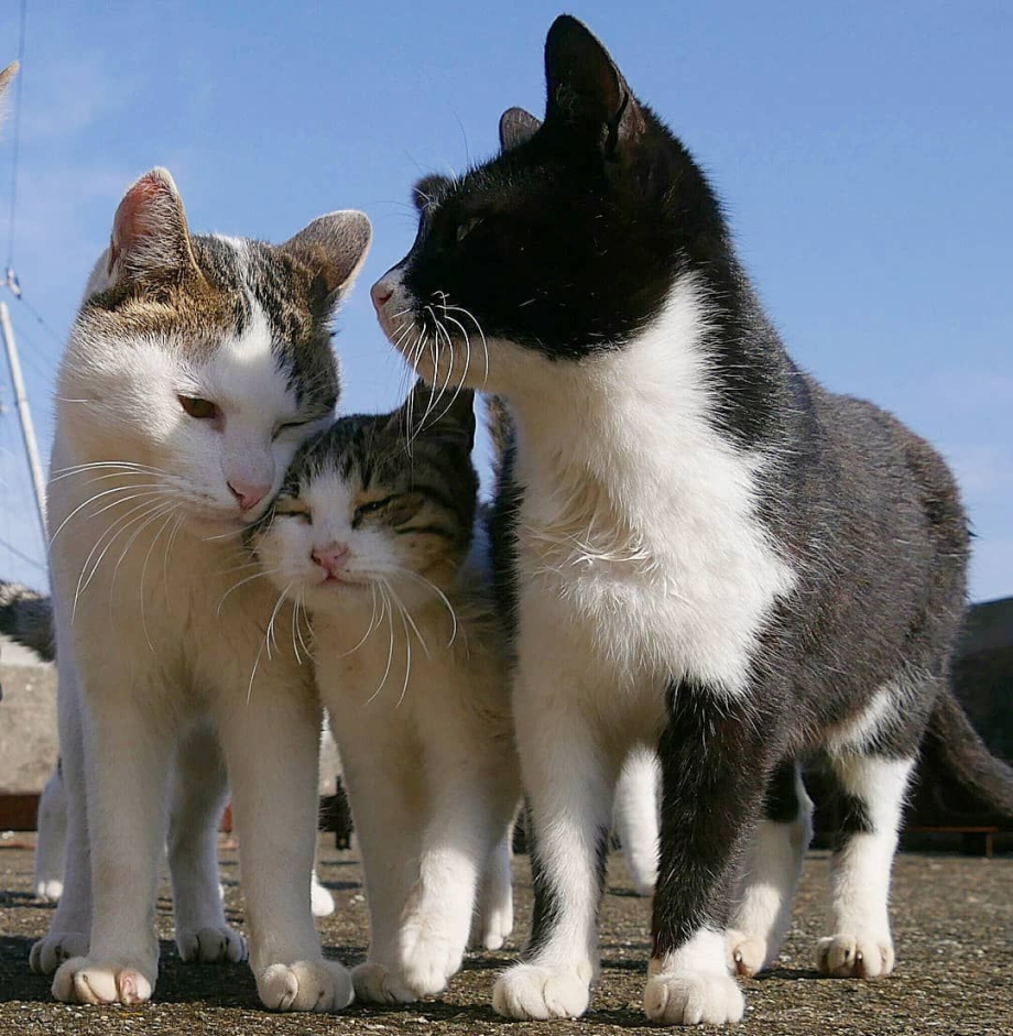 Котята с мамой и папой