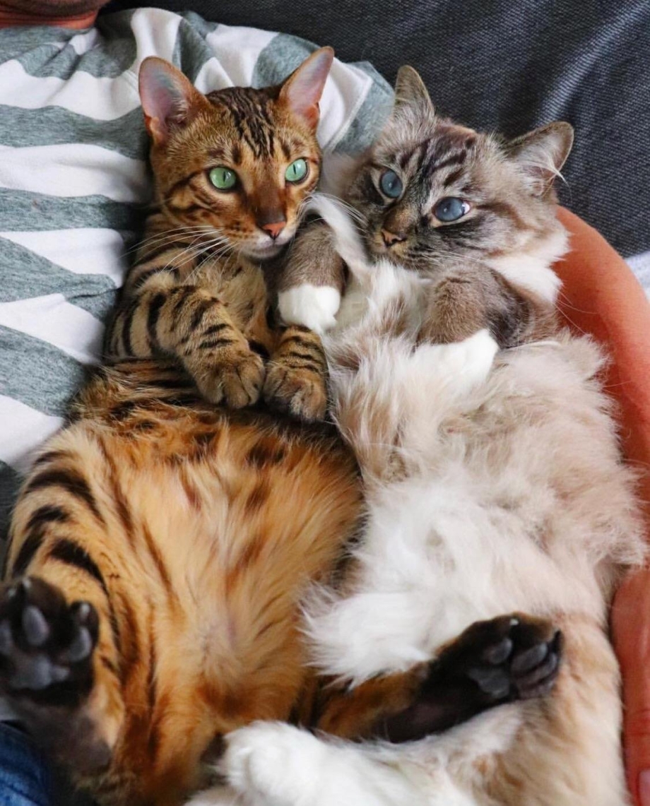 Семья кошек