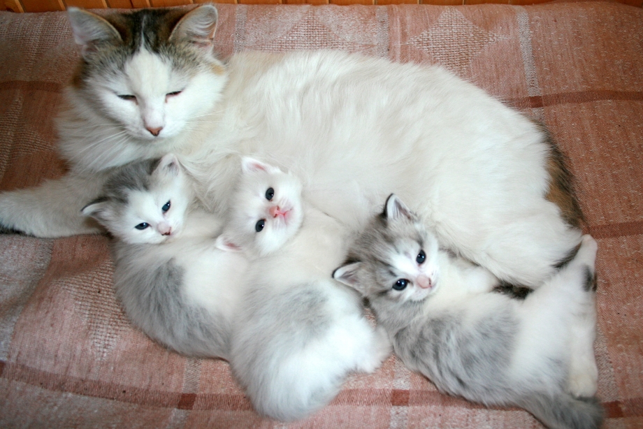 Котята маленькие белые с мамой
