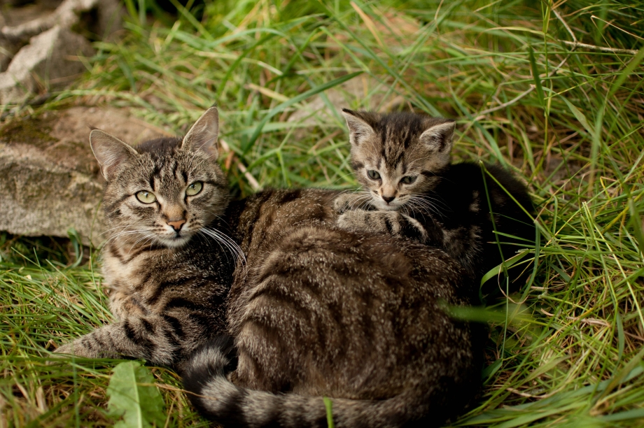 Кошка с котятами