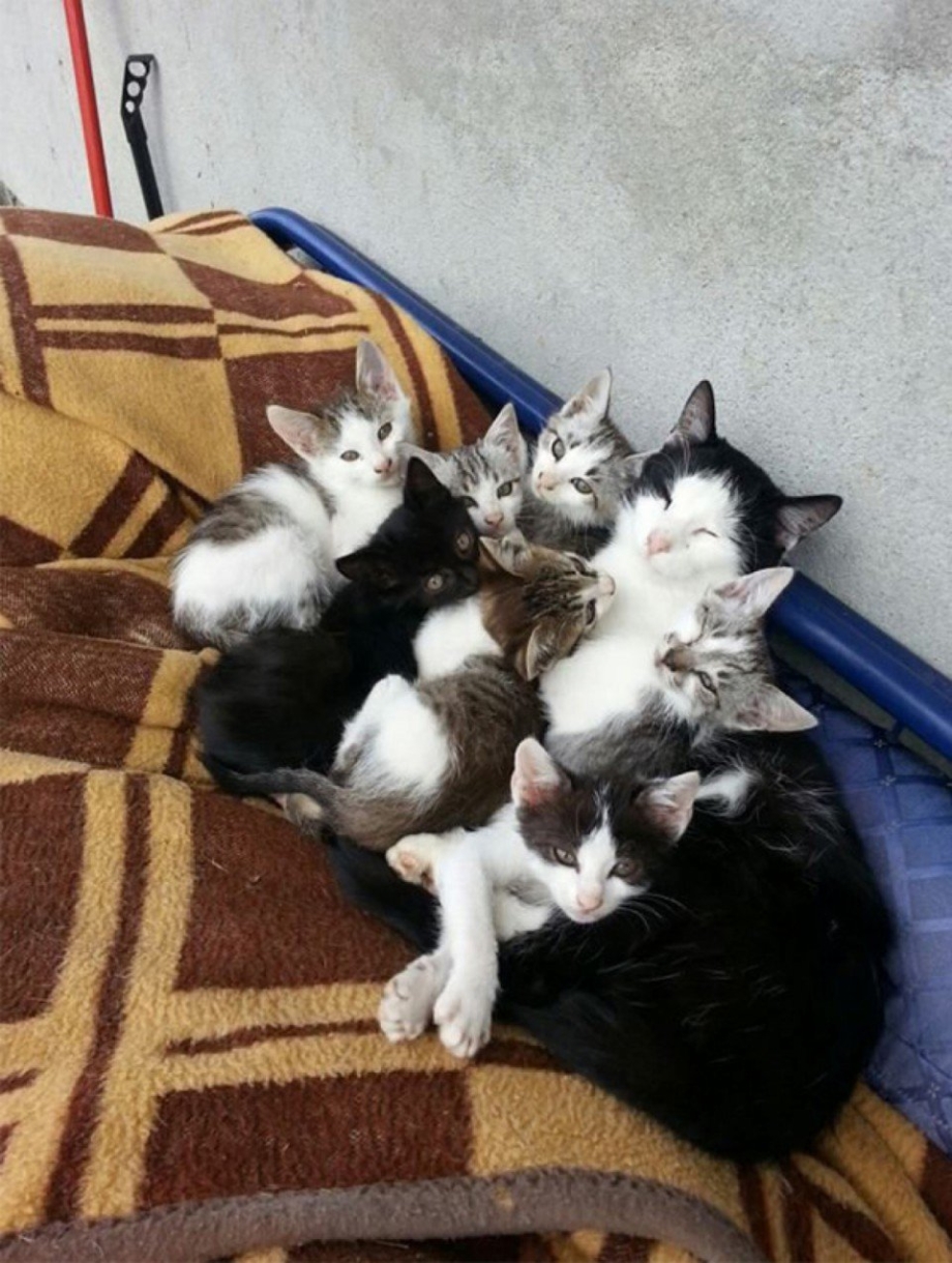 Семеро котят