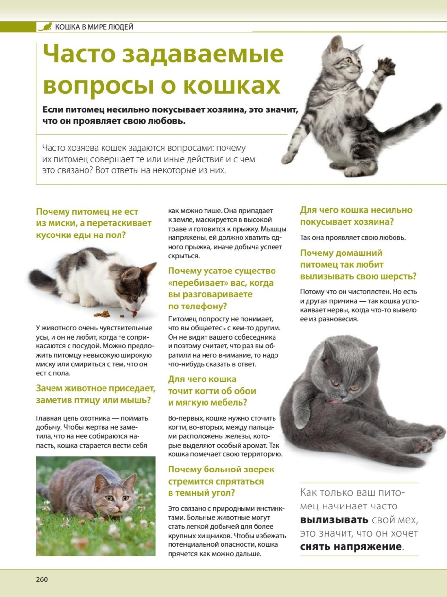 Вопросы для детей про кошек