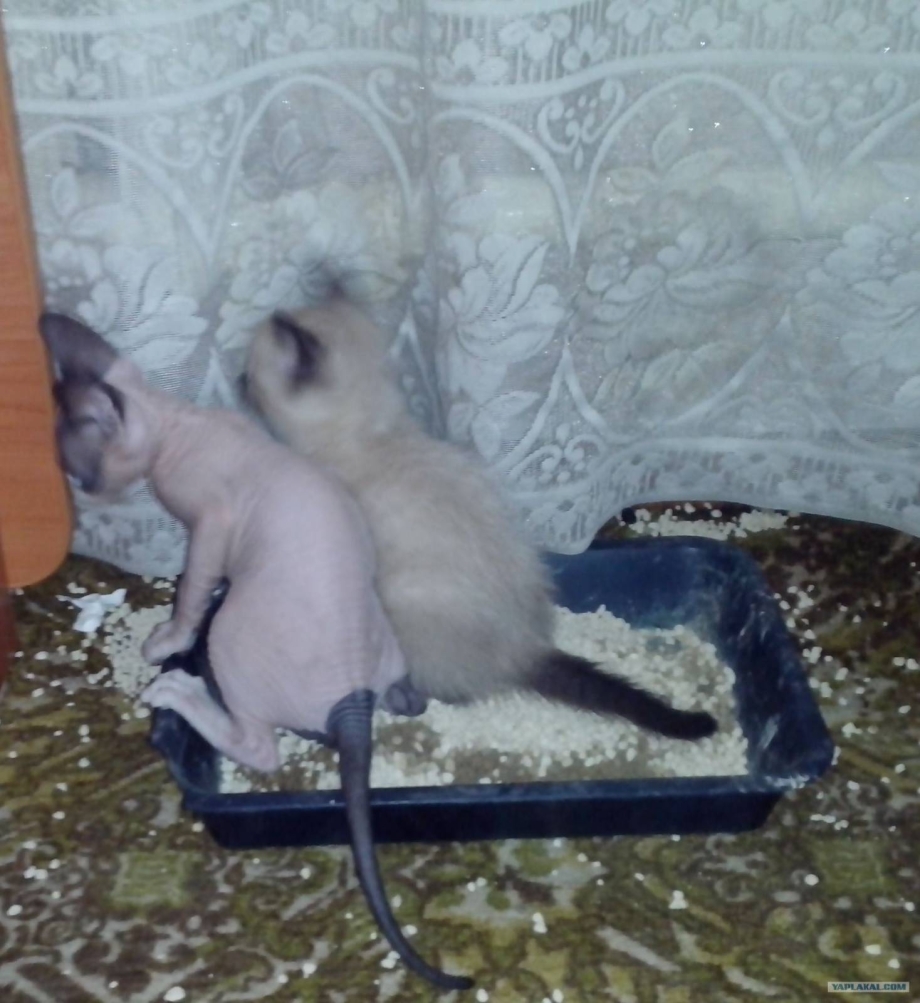 Котенок какает