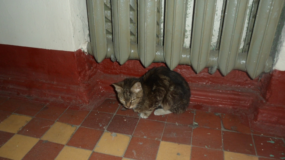 Котенок в подъезде