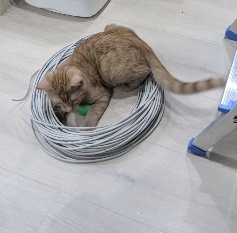 Кот ободрал обои