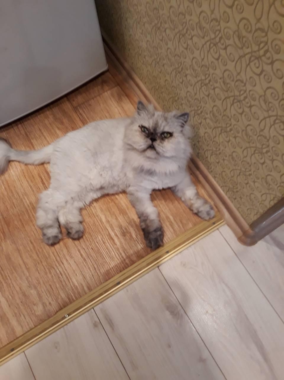 Котенок метит