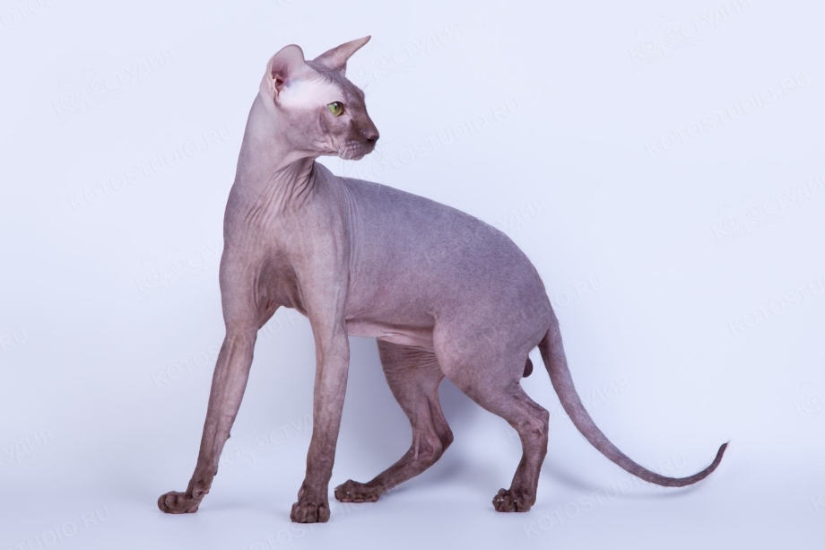Коты породы сфинкс