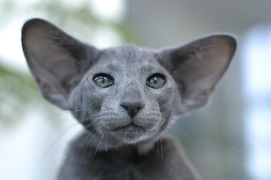 Корниш рекс кошка