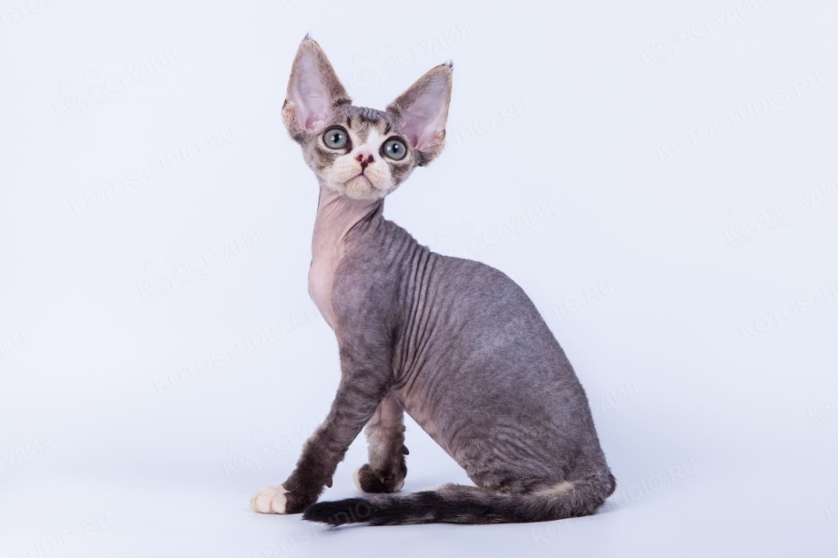 Котята Донского сфинкса со спины