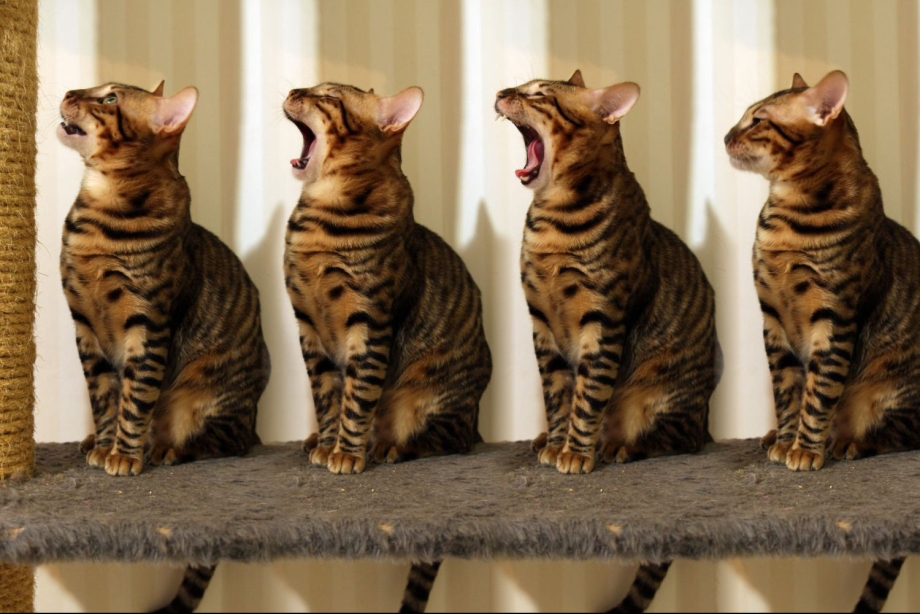 Коты тойгер