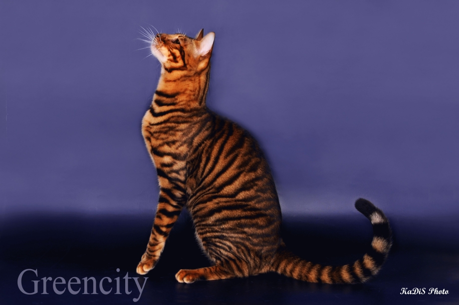 Коты породы тойгер