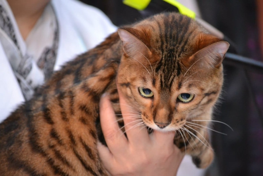 Коты породы тойгер