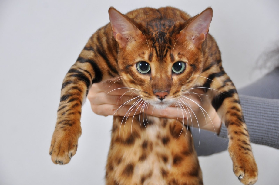Тойгер кошка
