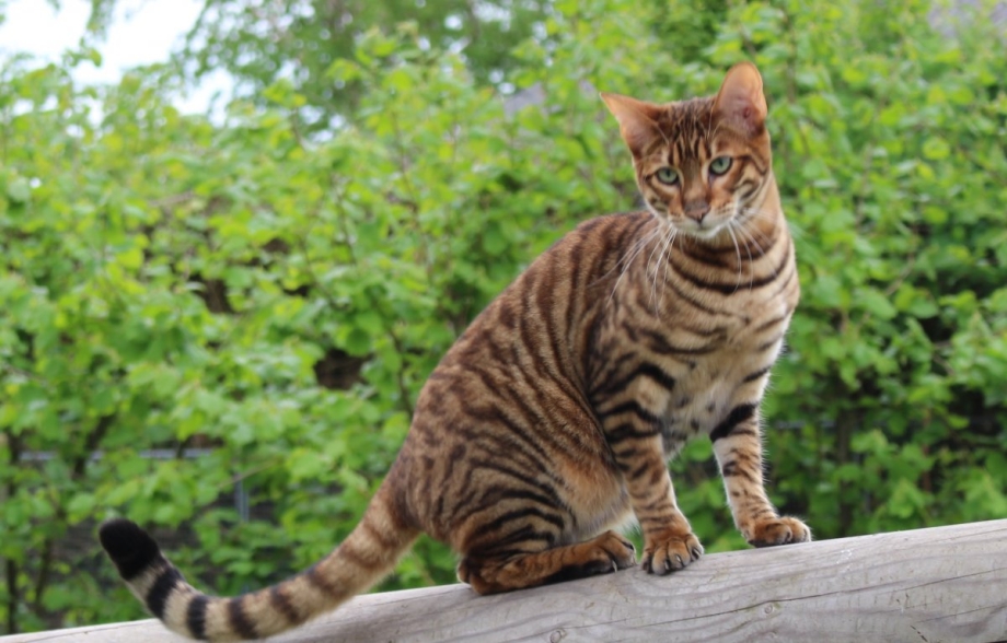 Кот тойгер