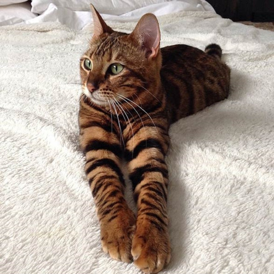 Котята породы тойгер