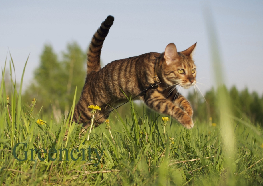Коты породы тойгер