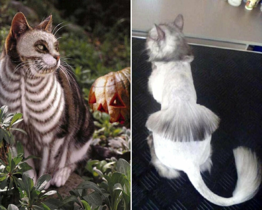 Коты до и после стрижки