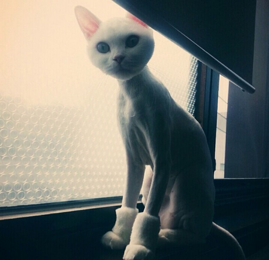 Бритая кошка
