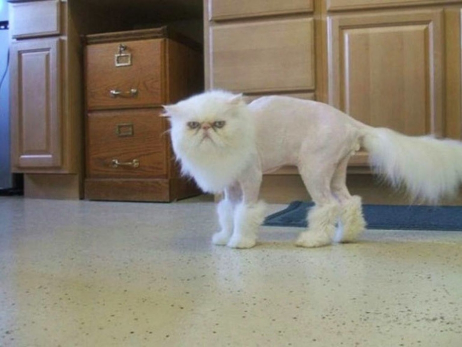 Стриженный белый кот
