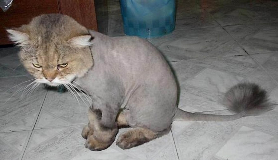 Побрить кота налысо