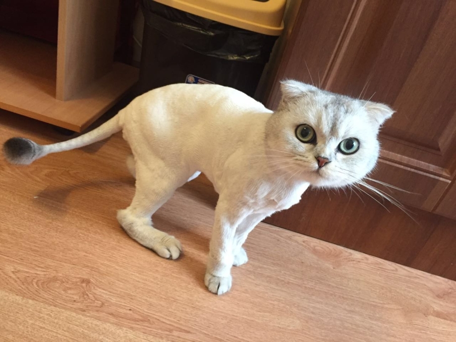 Стрижка кошек шотландских вислоухих