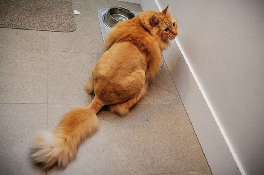 Стрижка котов