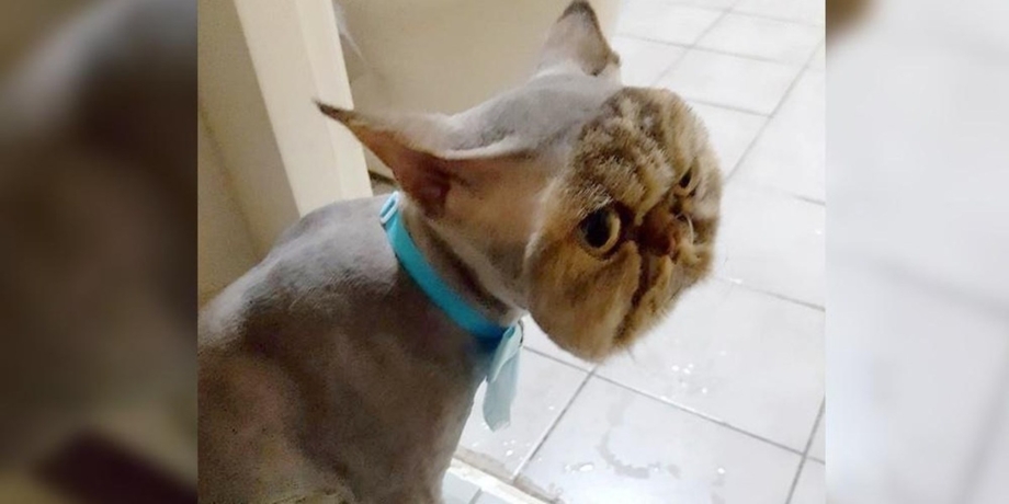 Стрижка котов налысо