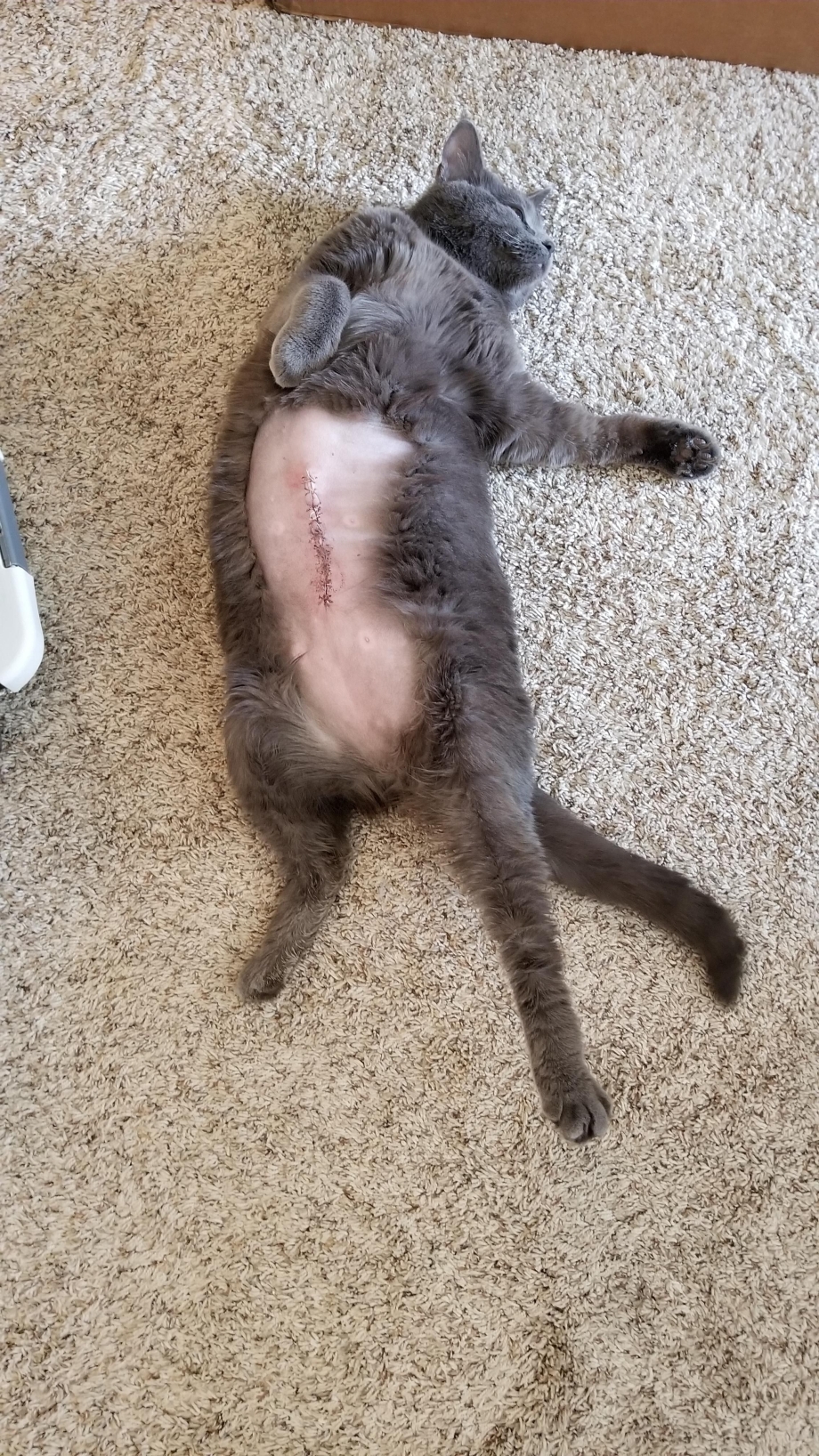 Смешные коты