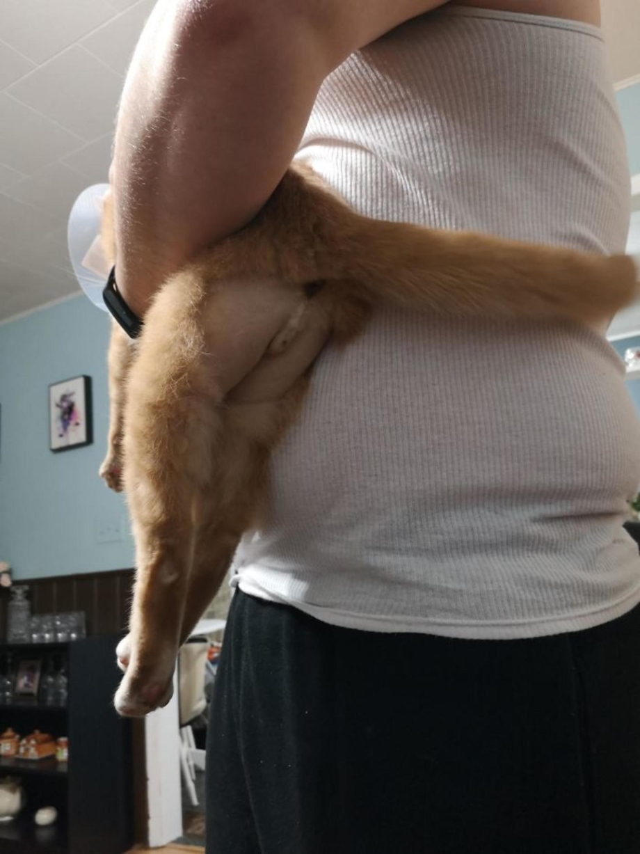 Кот с бритой попой