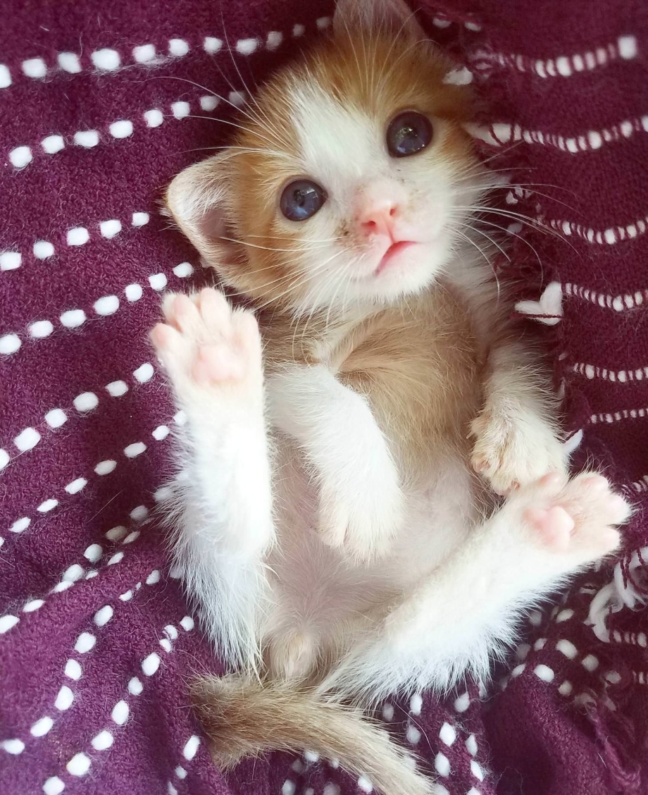 Милые котята