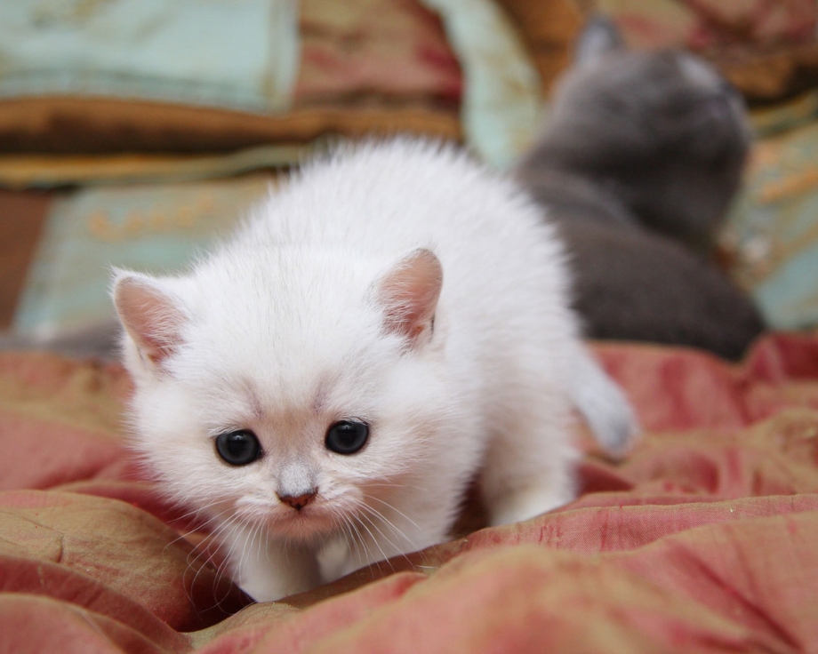 Милые животные