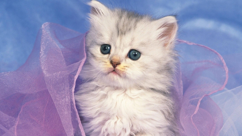 Кошки маленькие